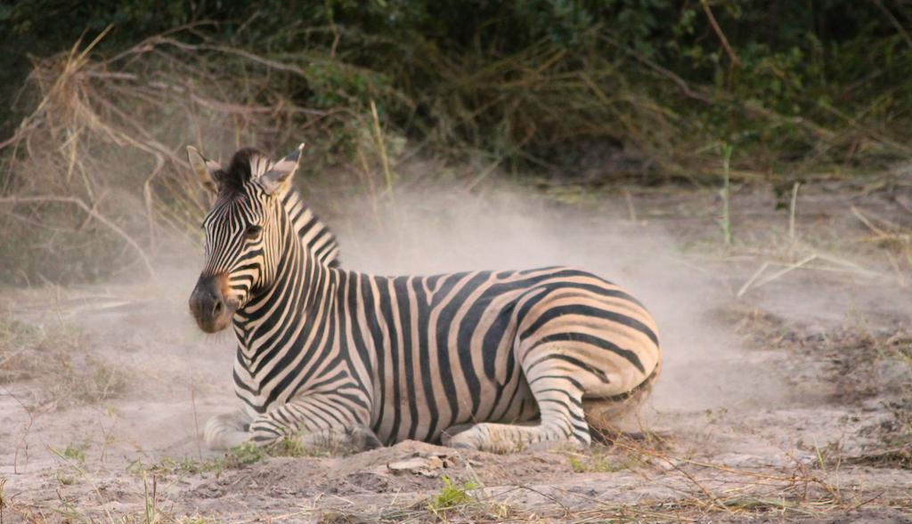 Fathala Wildlife Reserve Toubakouta Luaran gambar