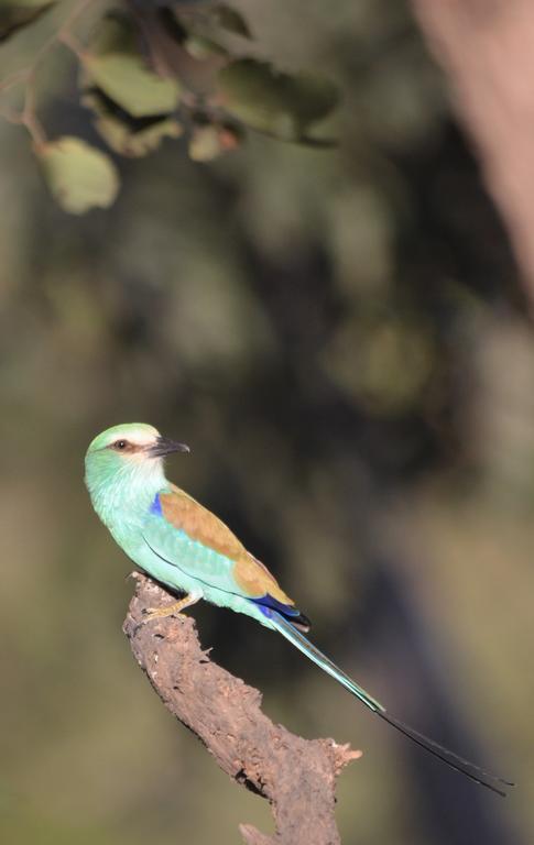 Fathala Wildlife Reserve Toubakouta Luaran gambar