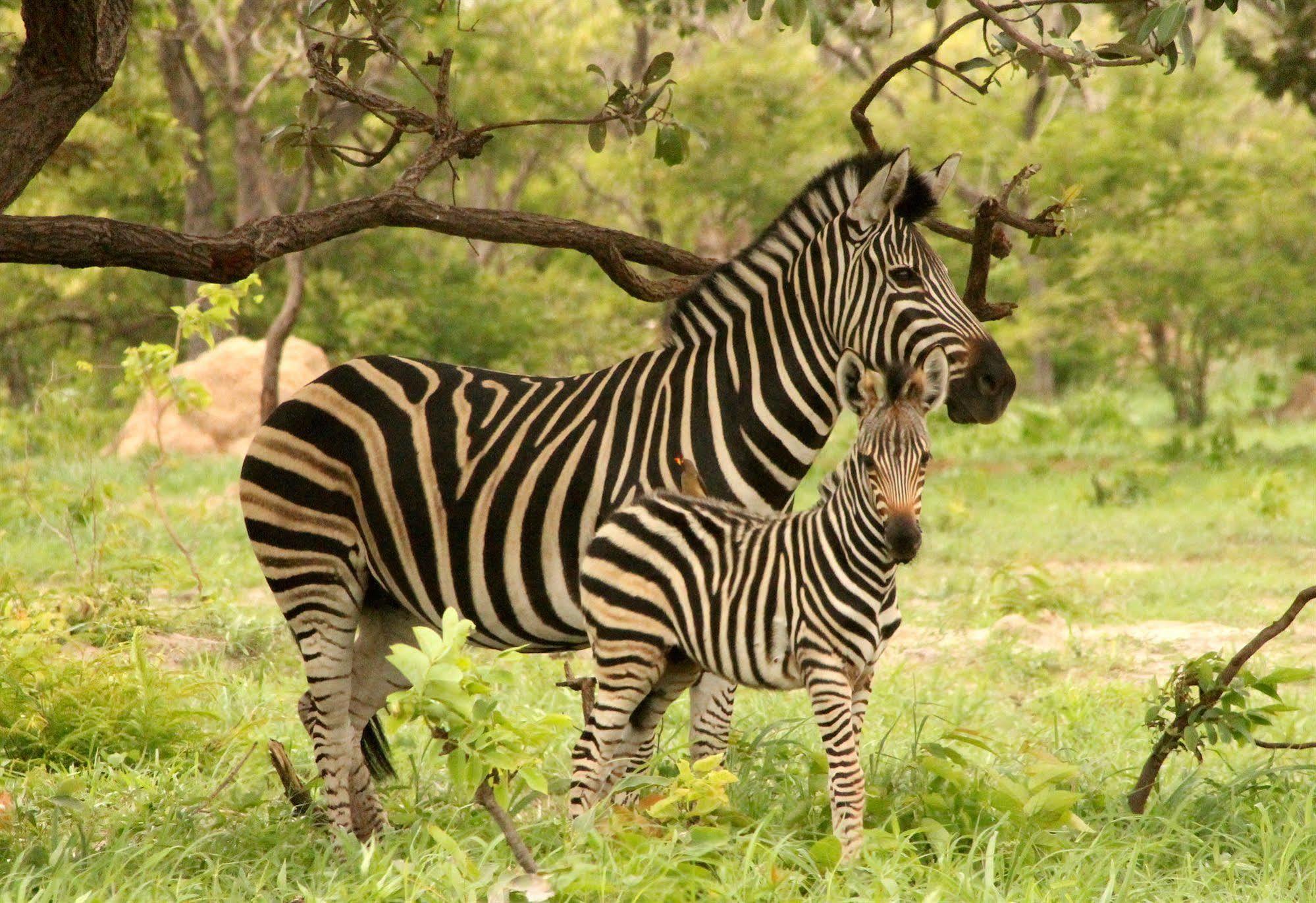 Fathala Wildlife Reserve Toubakouta Luaran gambar
