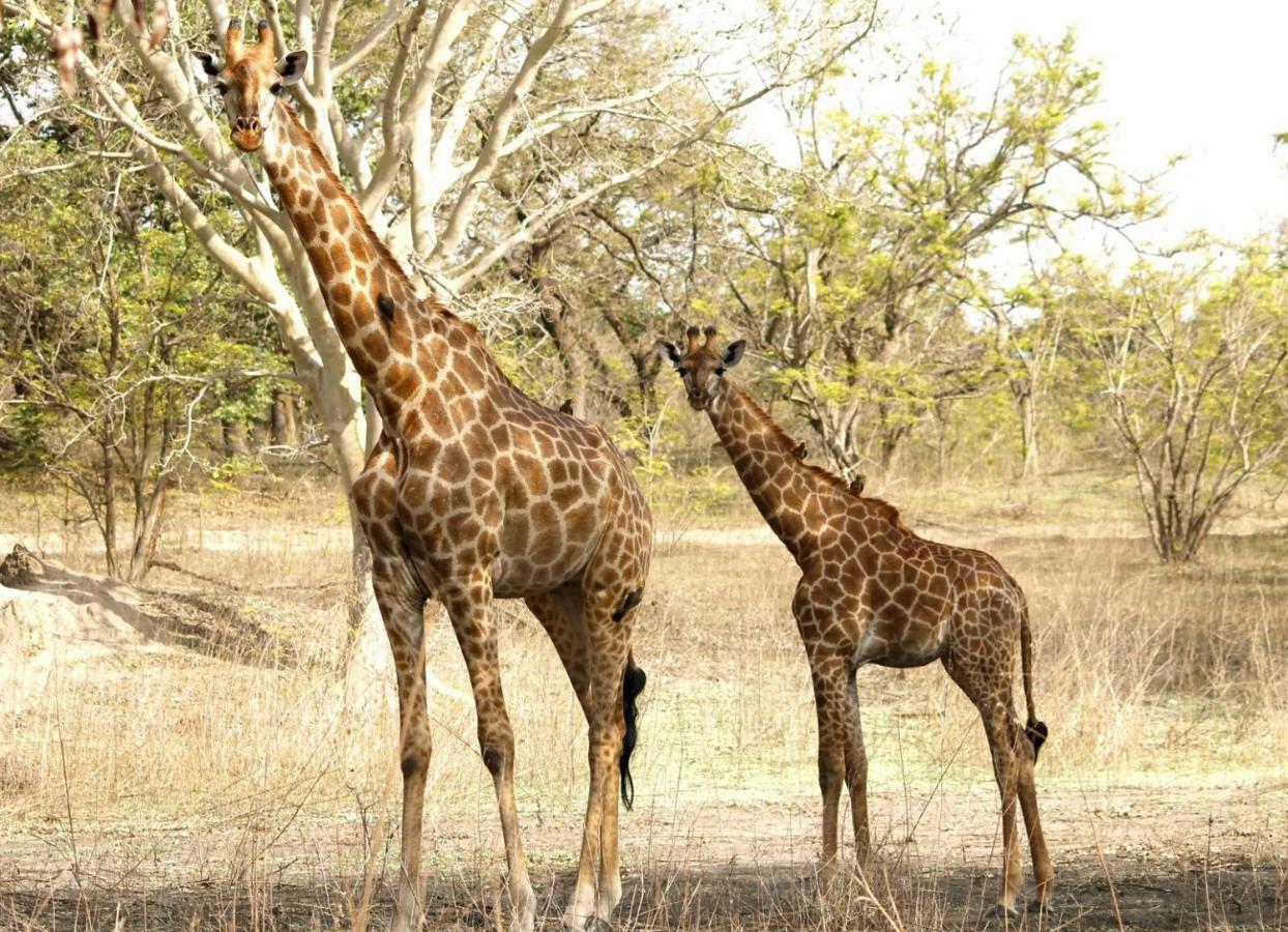 Fathala Wildlife Reserve Toubakouta Luaran gambar